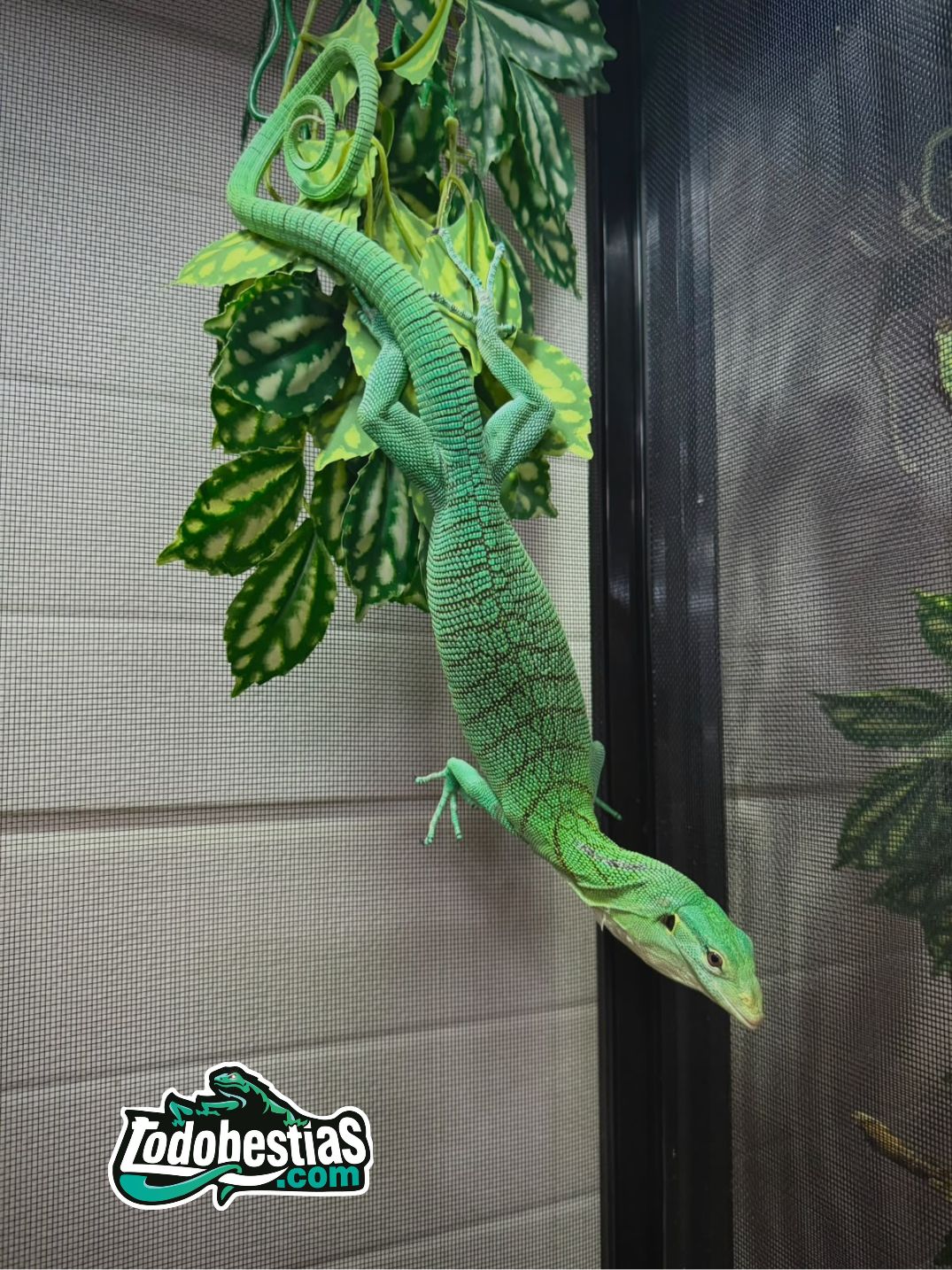 Varanus merauke (Prasinus Sorong)
